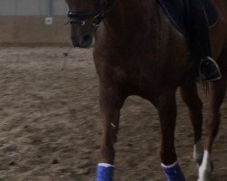 dressage horse Belle de Jour 46 (Westphalian, 2004, from Belissimo NRW)