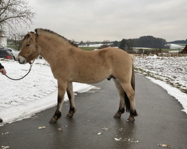 horse Galeno (Fjord Horse, 2018, from Golf Gudenå)