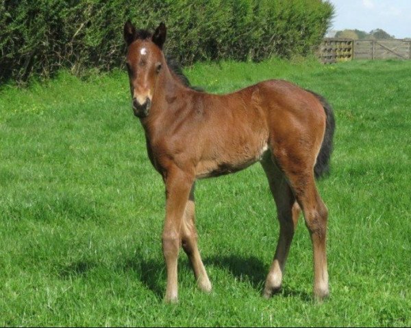 horse Stute von Charm Spirit xx (Thoroughbred, 2019, from Charm Spirit xx)