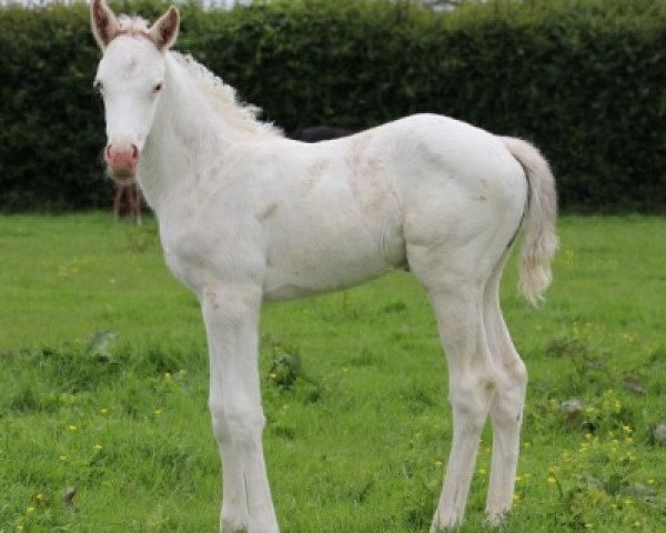 horse Stute von Mongolian Khan xx (Thoroughbred, 2017, from Mongolian Khan xx)