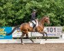 dressage horse Dream On CH (Swiss Warmblood, 2013, from Dimaggio)