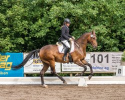 dressage horse Dream On CH (Schweizer Warmblut, 2013, from Dimaggio)