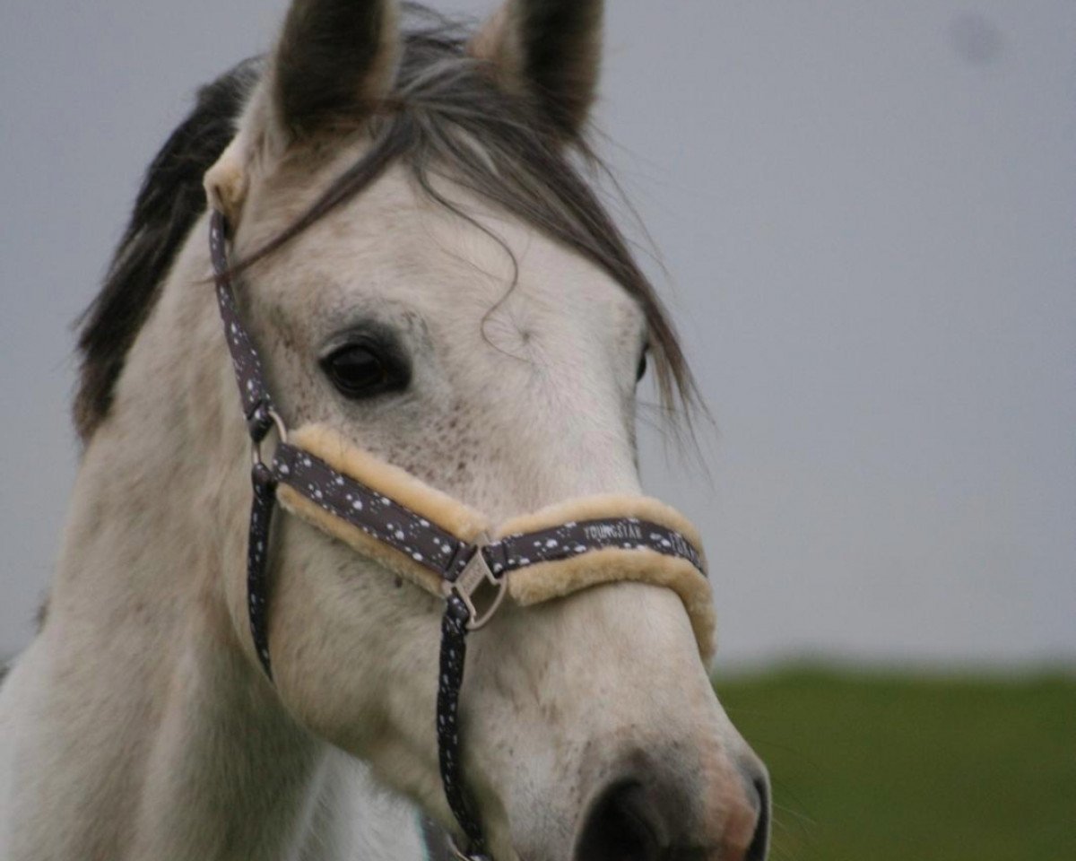 broodmare Finnja 5 (Mecklenburg, 2010, from For Compliment)