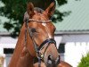 dressage horse Eneas 5 (German Sport Horse, 2016, from Escolar)