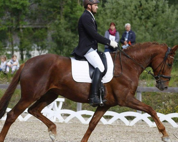 dressage horse Bonne Bambola (Hanoverian, 2013, from Bon Bravour)