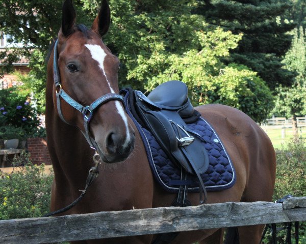 horse Eska (Polish Warmblood, 2010, from Dinar)