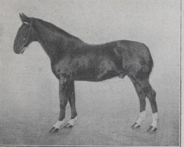 Pferd Norodum (FR) (Französischer Traber, 1891, von Iambe (FR))