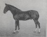 stallion Norodum (FR) (French Trotter, 1891, from Iambe (FR))