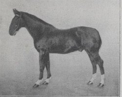 stallion Norodum (FR) (French Trotter, 1891, from Iambe (FR))