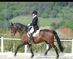 dressage horse Sunlight 4 (Rhinelander, 2009, from Salamander)