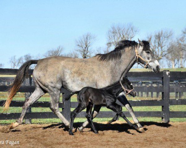 broodmare Meseika xx (Thoroughbred, 2013, from Medaglia d'Oro xx)