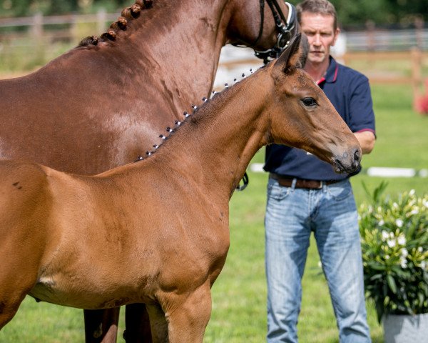 dressage horse Wahre Liebe PL (Oldenburg, 2019, from Blue Hors St. Schufro)