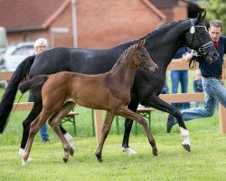 broodmare La Boom PL (Oldenburg, 2019, from Blue Hors Zackerey)