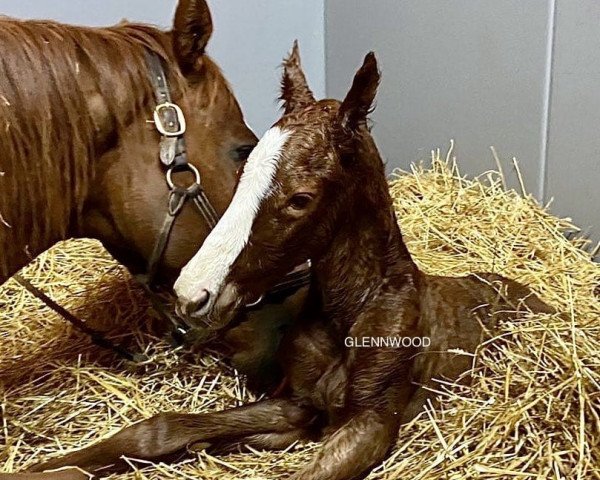 horse Stute von Curlin xx (Thoroughbred, 2020, from Curlin xx)