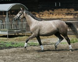 Dressurpferd Fantasie 315 (Trakehner, 2009, von Heldenberg)