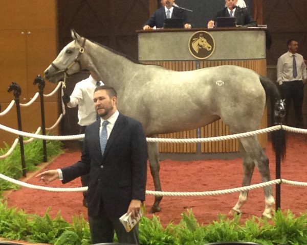 horse Jennifer´s Dream xx (Thoroughbred, 2016, from Medaglia d'Oro xx)