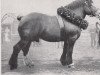 stallion Albert von Schultenhof 974 (Rhenish-German Cold-Blood, 1930, from Gamin de Soignies Ldb)