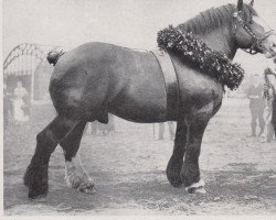 stallion Albert von Schultenhof 974 (Rhenish-German Cold-Blood, 1930, from Gamin de Soignies Ldb)