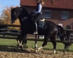 dressage horse Don Negro 7 (Westphalian, 2012, from Dankeschön)