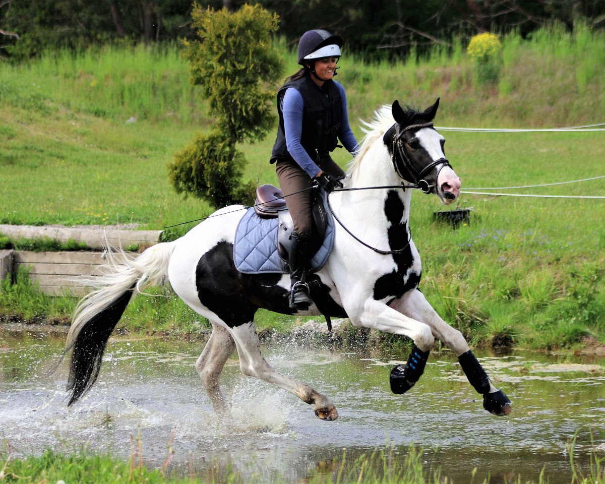 stallion Sir Statham ML (Mecklenburg, 2016, from Sir Cisco 2)