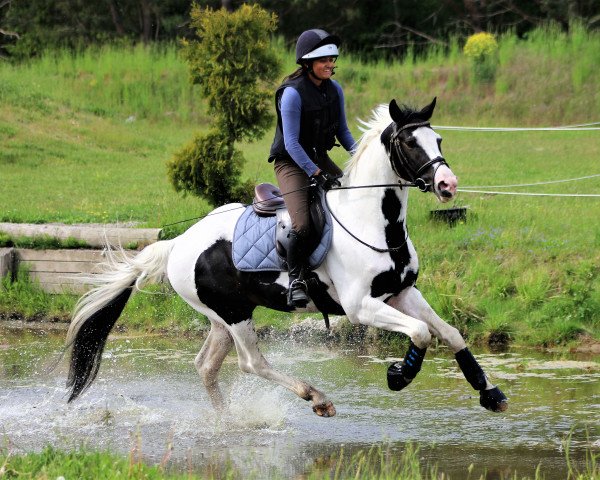 stallion Sir Statham ML (Mecklenburg, 2016, from Sir Cisco 2)