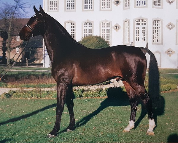 stallion Grosso Z (Hanoverian, 1983, from Goliath II Z)