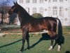 stallion Grosso Z (Hanoverian, 1983, from Goliath II Z)