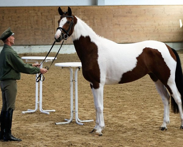 dressage horse Skyfall E (German Sport Horse, 2013, from Sir Cisco 2)
