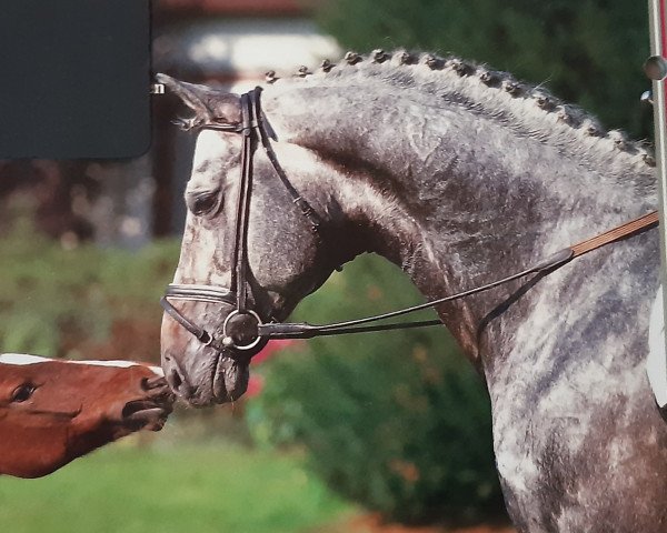 stallion Pygmalion (German Warmblood, 1981, from Patras)