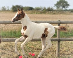 dressage horse Baileys af Elestorp (Mecklenburg, 2020, from Belami)