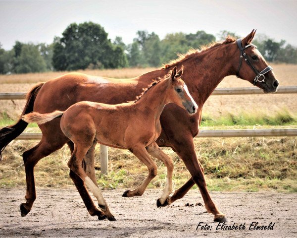 dressage horse Broadway af Elestorp (Mecklenburg, 2020, from Belami)