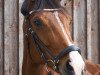 jumper Fleurencia B (Hanoverian, 2006, from Florencio I)