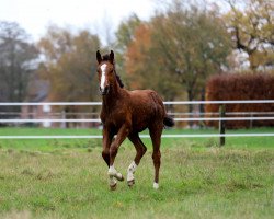 broodmare Colorita Pepita (Zangersheide riding horse, 2020, from Colorit)