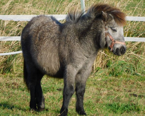 Pferd Fiona (Shetland Pony, 2020)