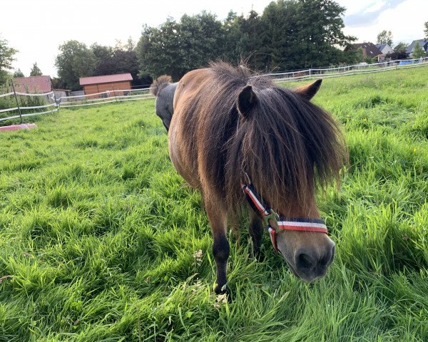 Zuchtstute Suzanne v.d. Bareldsweg (Shetland Pony, 2002, von Donald van de Belschuur)