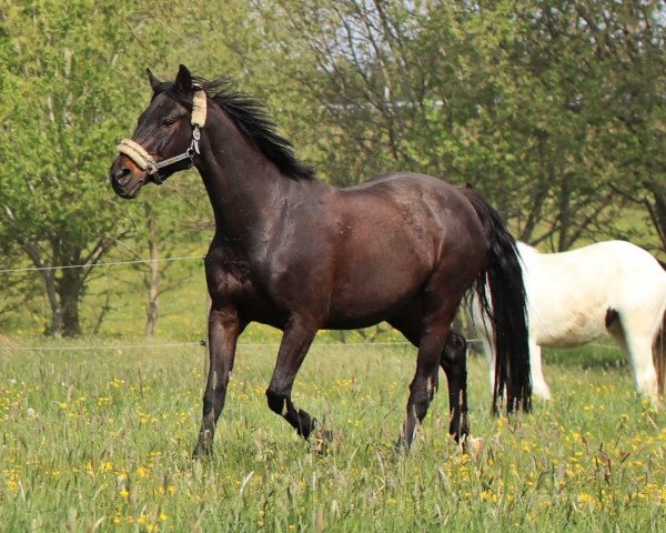 jumper Call me Carlchen (Hanoverian, 2004, from Carry Gold)