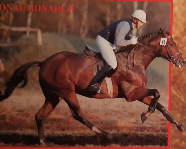 stallion Donaumonarch (Trakehner, 1988, from Sir Shostakovich xx)