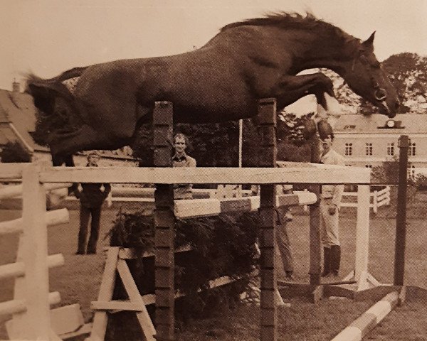 stallion Hartung (Trakehner, 1962, from Ilmengrund)