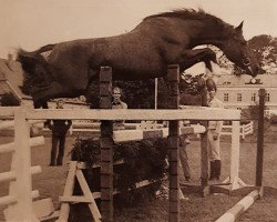 Deckhengst Hartung (Trakehner, 1962, von Ilmengrund)