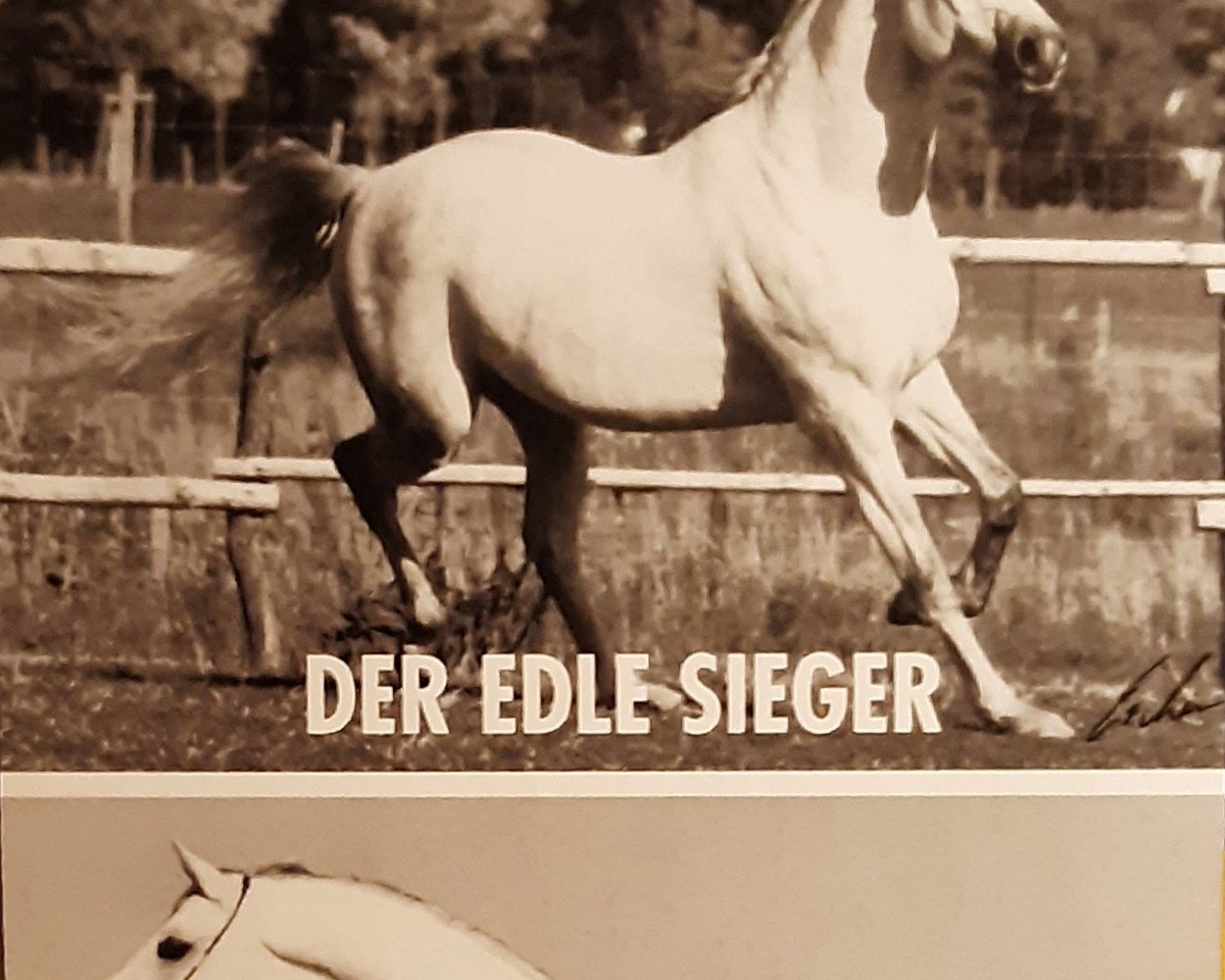 Deckhengst Kamour ShA (Shagya-Araber, 1984, von Amor 1971 ShA)