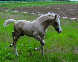 dressage horse Merci F (German Riding Pony, 2020, from FS Mr. Right)