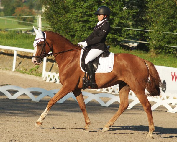 dressage horse Big Pleasure (Hanoverian, 2012, from Bonard de Charry)