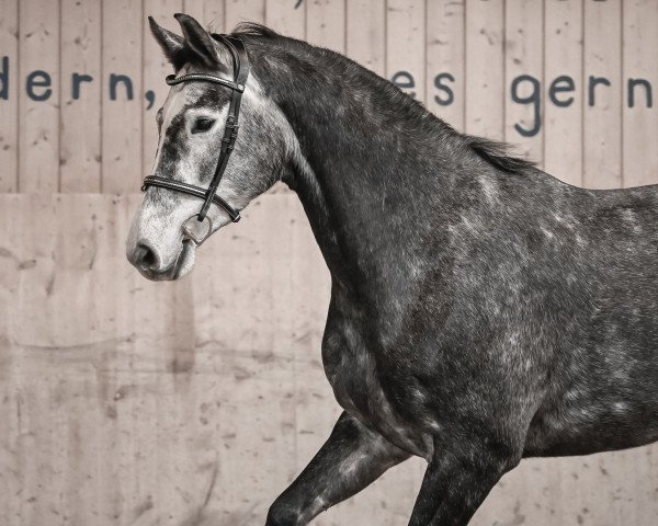 Springpferd Cavalluna 3 (Oldenburger, 2015, von Cador 5)