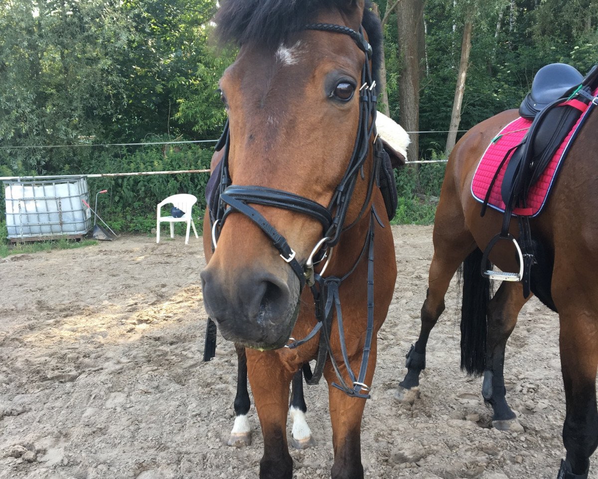 horse Rubinia Sun (KWPN (Royal Dutch Sporthorse), 2005, from Riccione)