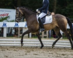 dressage horse Dante San (German Riding Pony, 2016, from Dance For Me)