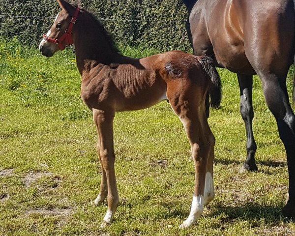 dressage horse Parody JM (KWPN (Royal Dutch Sporthorse), 2020, from Foundation 2)