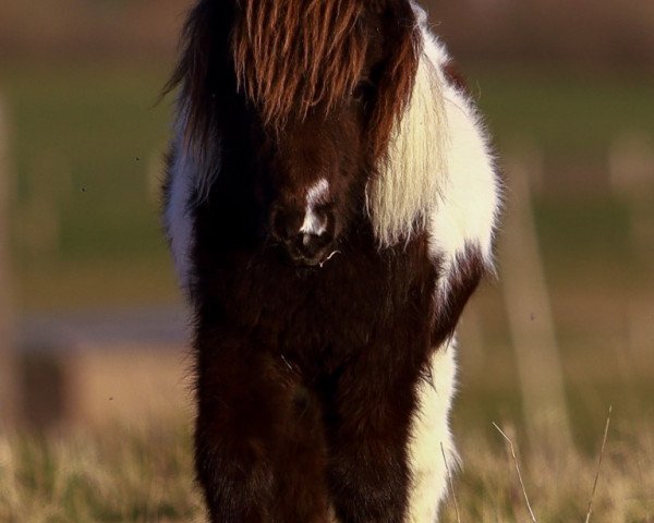 Pferd Sadya von den Alleegärten (Shetland Pony (unter 87 cm), 2019, von Elmhorst Irish Coffee)