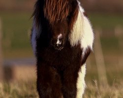 Pferd Sadya von den Alleegärten (Shetland Pony (unter 87 cm), 2019, von Elmhorst Irish Coffee)