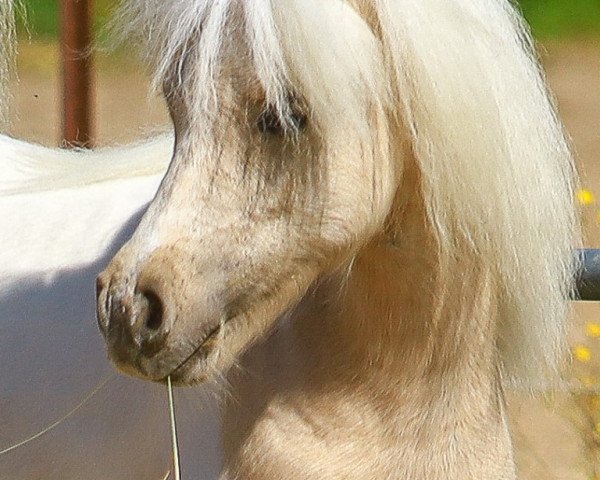 Zuchtstute Chiara von den Alleegärten (Shetland Pony (unter 87 cm), 2019, von Elmhorst Irish Coffee)