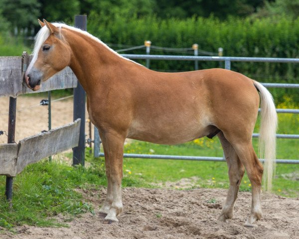 dressage horse Winslow von den Alleegärten (Haflinger, 2014, from Winzertraum)